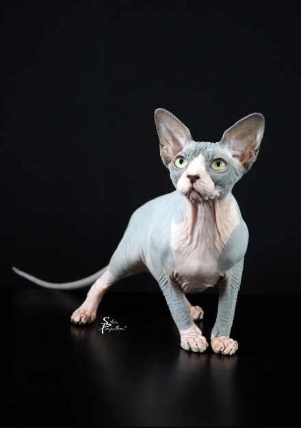 STANDARD DELLA RAZZA - NudeLookSphynx